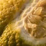 Bergamot note