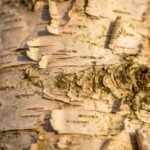 Birch note