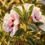 Cistus note