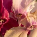 Cyclamen note