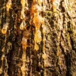 Fir Resin note