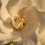 Gardenia note