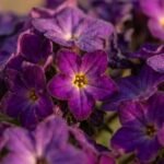 Heliotrope note