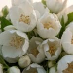 Jasmine note