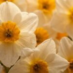 Narcissus note