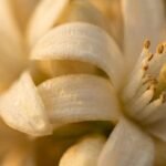 Neroli note