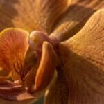 Orchid note