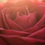 Rose note