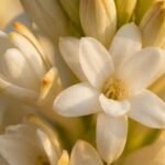 Tuberose note