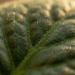 Violet Leaf note