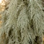 White Moss note